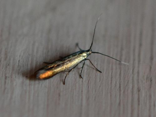 Coleophora sp.
